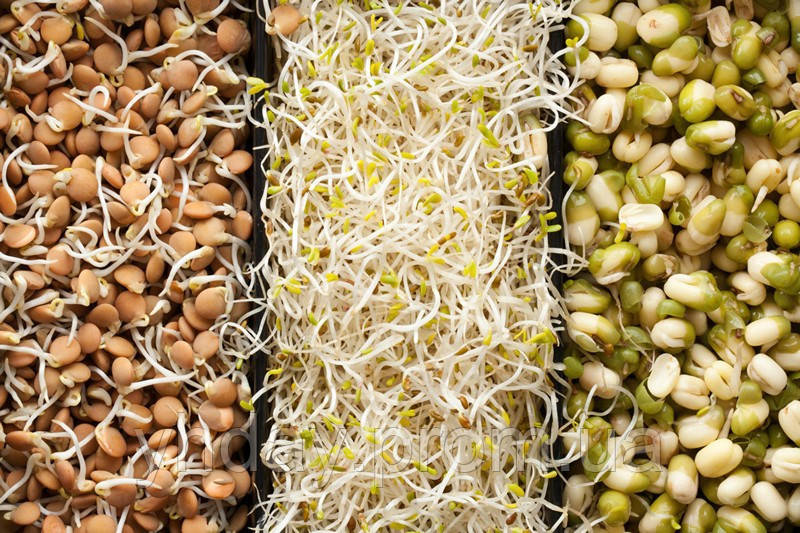 Пророщувач зерна, насіння та мікрозелені Sprouter BIO-NATURA 3 яруси (Польща) - фото 6 - id-p1151423790