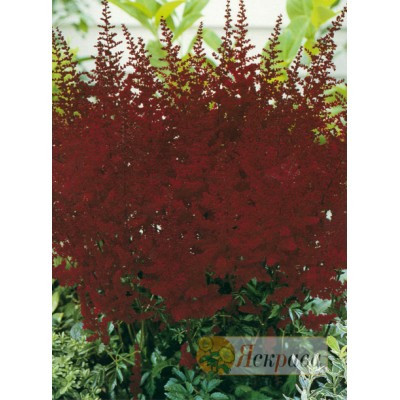 Астильба Etna