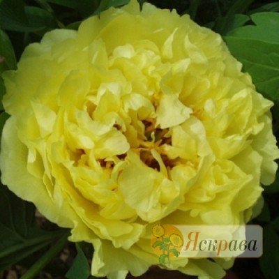 Півонія ІТО Yellow Crown