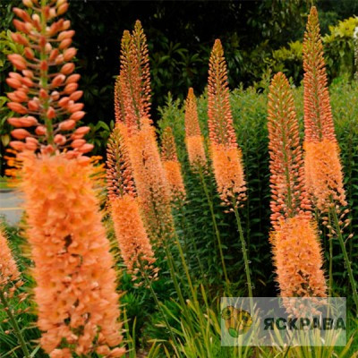 Eremurus Cleopatra