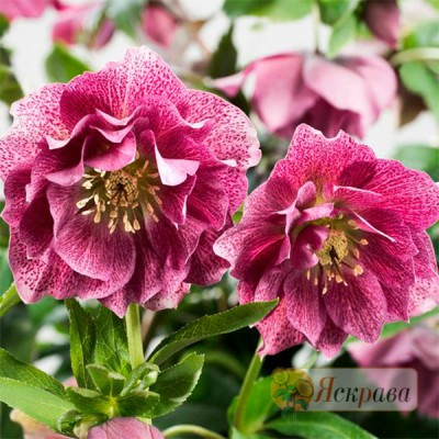 Морозник махровий Hybrids Pink Promise