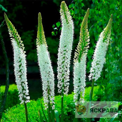 Eremurus Obelisk