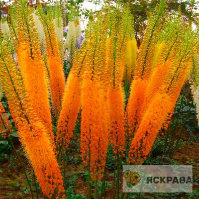 Eremurus Rexona