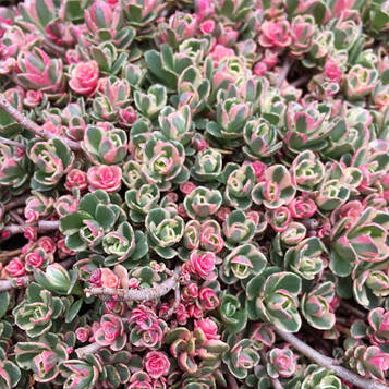 Очиток Триколор/Sedum spurium Tricolor (38)