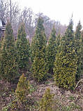 Туя західна Смарагд 120-130 см (Thuja occidentalis Smaragd), фото 4