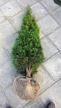 Туя західна Смарагд 170-180 см (Thuja occidentalis Smaragd), фото 4