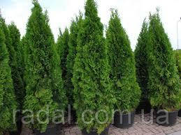 Туя західна Смарагд 170-180 см (Thuja occidentalis Smaragd)