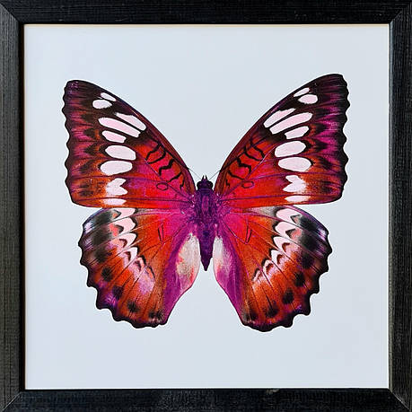 Фотокартина в дерев'яній рамі Butterfly 2 30х30 см POS-3030-046, фото 1