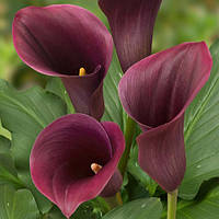 Калла Captain Promise, полуниці