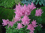 Астильба Gloria Purpurea, корінь, фото 2