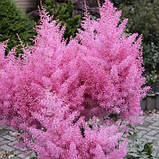 Астильба Gloria Purpurea, корінь, фото 3