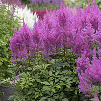 Астильба Gloria Purpurea, корінь