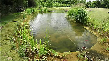 Переробити ставок., фото 2