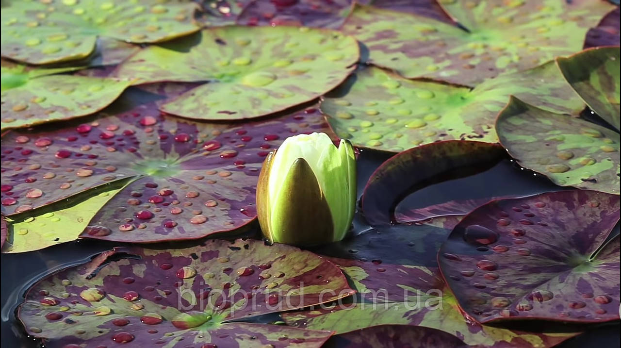 Екопруд декоративний.
