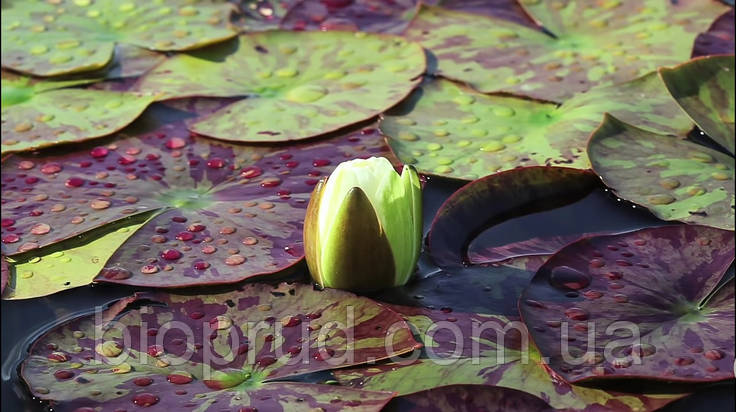 Екопруд декоративний., фото 1