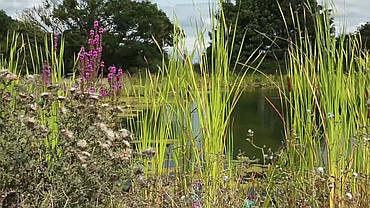 Екопруд декоративний., фото 3