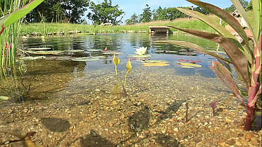 Екопруд декоративний., фото 2