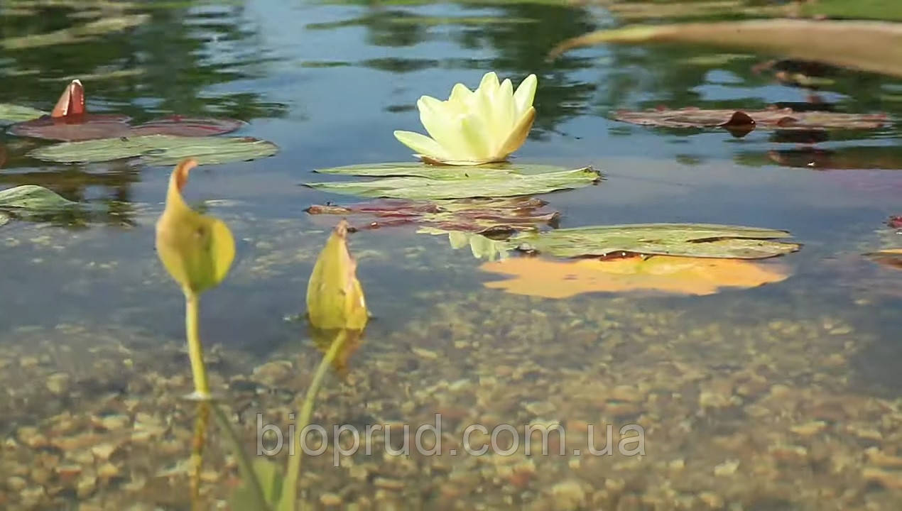 Струдик для дачі.