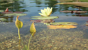 Декоративний ставок., фото 5