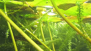 Декоративний водоспад.