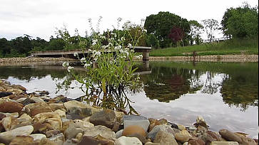 Пруд біля будинку., фото 5