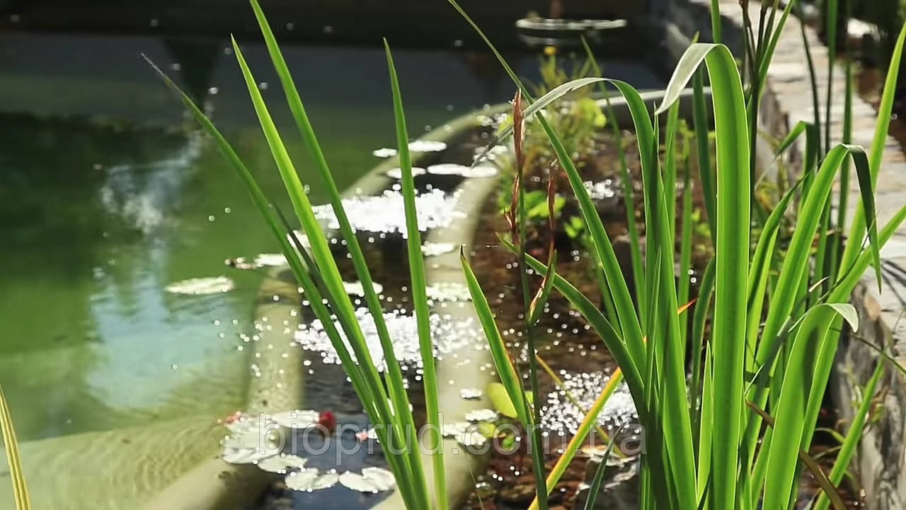 Переробити ставок.