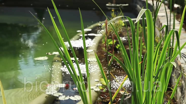 Переробити ставок., фото 1