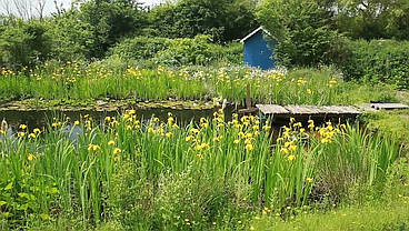 Переробити ставок., фото 3