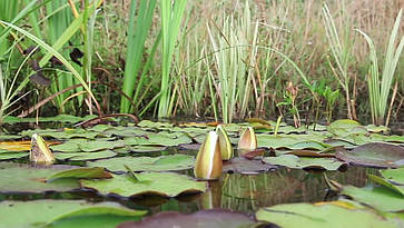 Переробити ставок., фото 4