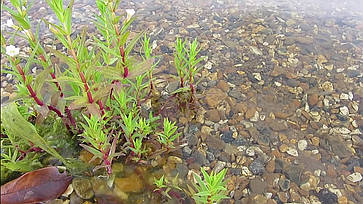 Переробити ставок., фото 5