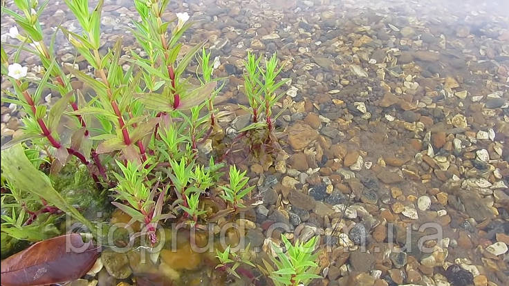 Пруды., фото 1