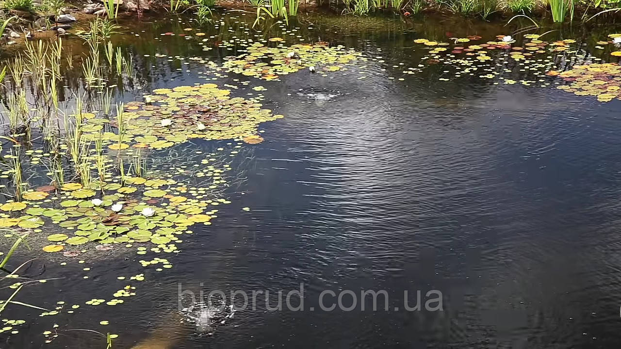 Биопруды.