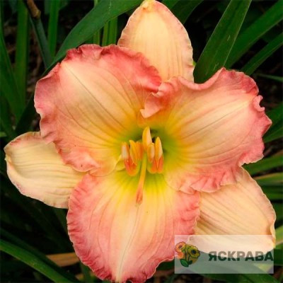 Лійник Frosted Vintage Ruffles