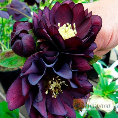 Морозник махровий Ellen Purple
