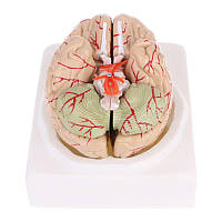 Модель мозг человека с артериями 8 частей 1:1