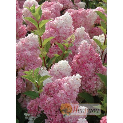 Гортензія Vanille Fraise (волотиста)