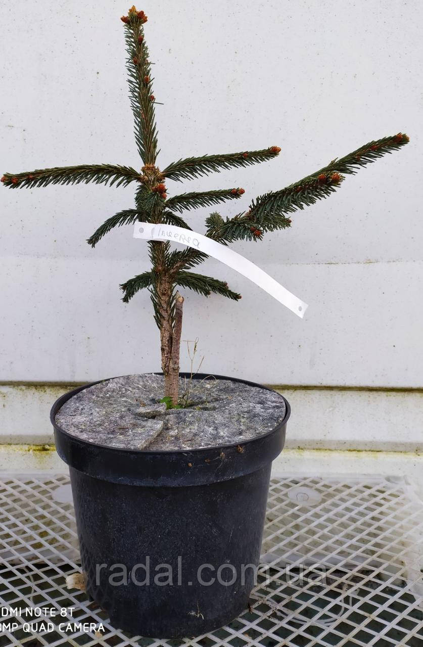 Ель обыкновенная Инверса С3 (Picea Abies Inversa) - фото 5 - id-p1152127729