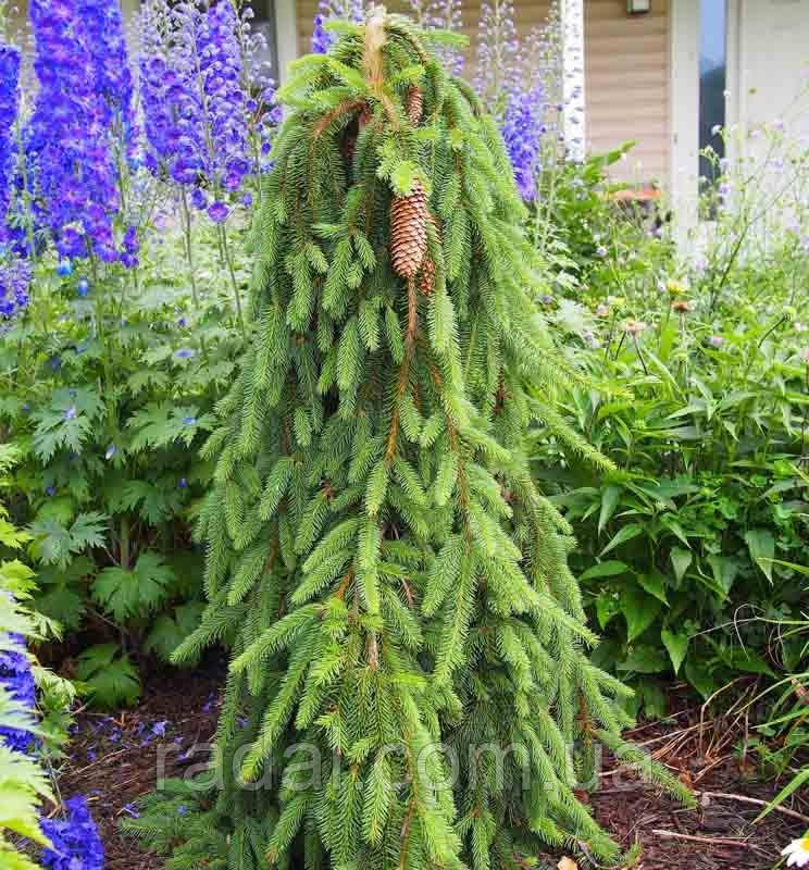 Ель обыкновенная Инверса С3 (Picea Abies Inversa) - фото 2 - id-p1152127729
