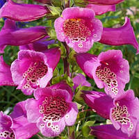 Дигіталіс (Наперстягання) purpurea Virtuoso Rose