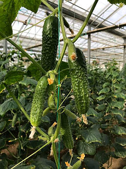 Титанік F1 500 шт Yuksel Seeds