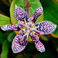 Трицитис (садова орхідея) Hirta