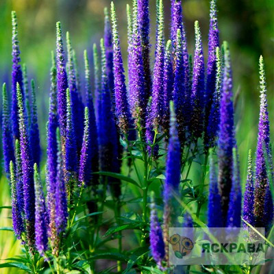 Вероника Blauriesin