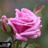 Гель для вмивання умивачка освітлюючий 250мл Pelart labaratory, фото 3