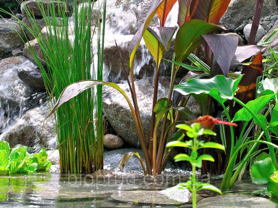 Рослини для ставків