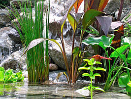 Рослини для ставків
