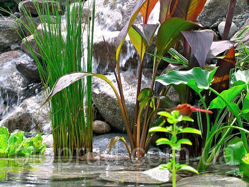 Водні рослини., фото 2
