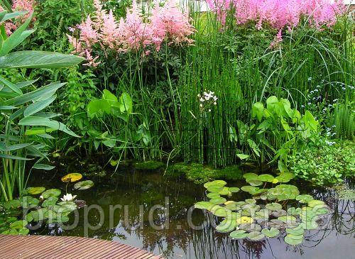 Водні рослини.