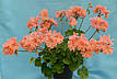 Пеларгония Minah's Cascade, фото 2