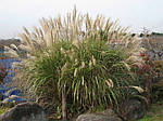 Мискантус, Miscanthus sachariflorus 'Sommerfede, фото 4