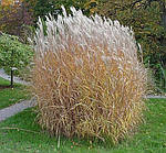 Мискантус, Miscanthus sachariflorus 'Sommerfede, фото 5